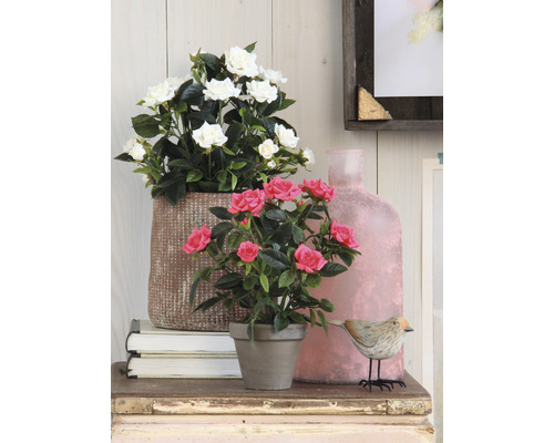 Dekorative Szene mit Rosen und Dekorationselementen auf einem Tisch