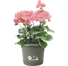 Blumentopf Pflanztopf mit Halterung elho allin1 Kunststoff 26 x 19,5 x 18,5 cm laubgrün-thumb-1