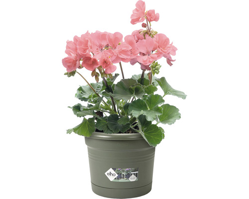 Geranie in einem Topf der Marke Elho