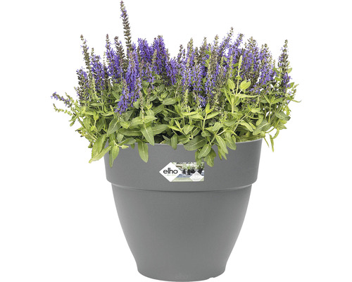 Blühende Pflanze im grauen Blumentopf