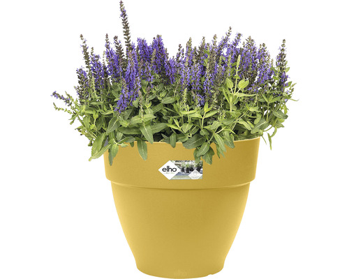 Blauer Salbei in einem gelben Blumentopf