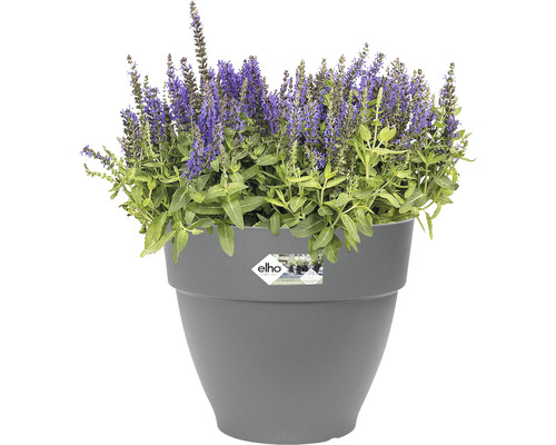Blumentopf mit blühender Pflanze