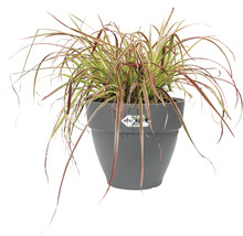 Blumenkasten elho Vibia Campana 35 Kunststoff Ø 35 cm H 29,7 cm anthrazit