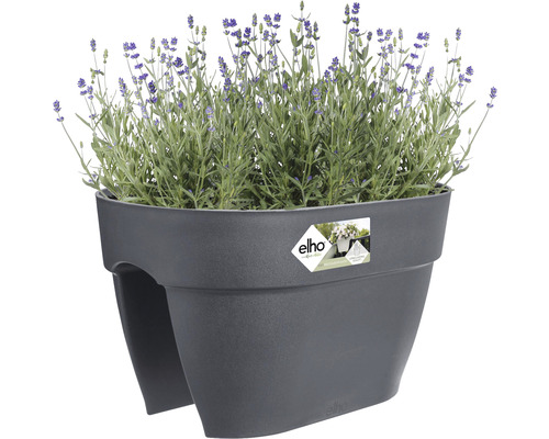 Blumenkasten mit Lavendel für den Balkon