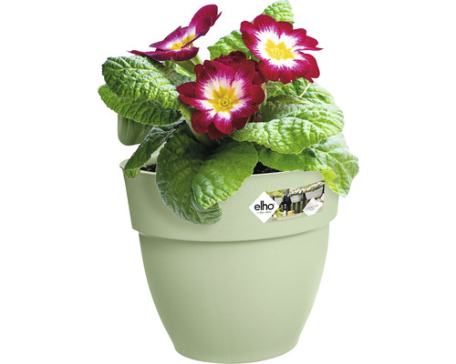 Primel in einem Pflanztopf