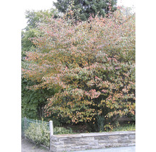 Felsenbirne im Garten
