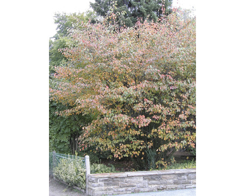 Felsenbirne im Garten