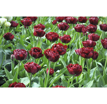 Blumenzwiebel FloraSelf® Tulpe 'Uncle Tom' 7 Stk