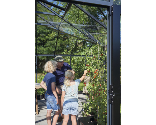Familie im Gewächshaus mit Tomatenpflanze