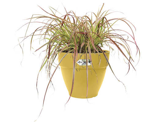 Ziergras in gelbem Blumentopf