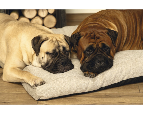 Zwei Bullmastiff Hunde ruhen auf einem Hundebett.