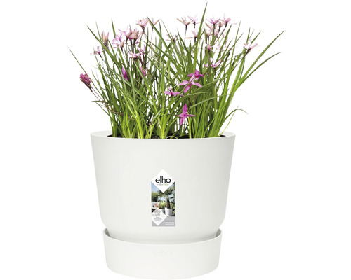 Blumentopf mit Blumen und Elho Logo