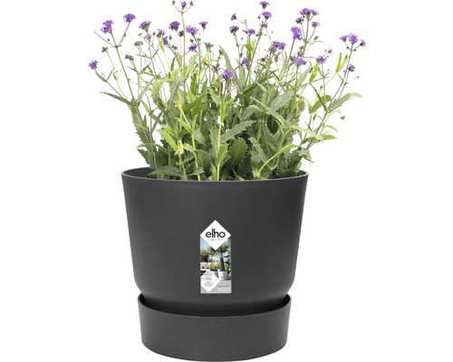 Blumentopf mit Pflanze und Elho Logo