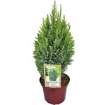Gartenzypresse Snow White FloraSelf H 20-30 cm T 17 cm