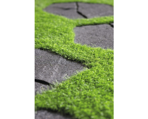 Nahaufnahme von Gartenplatten mit Rasen in den Fugen