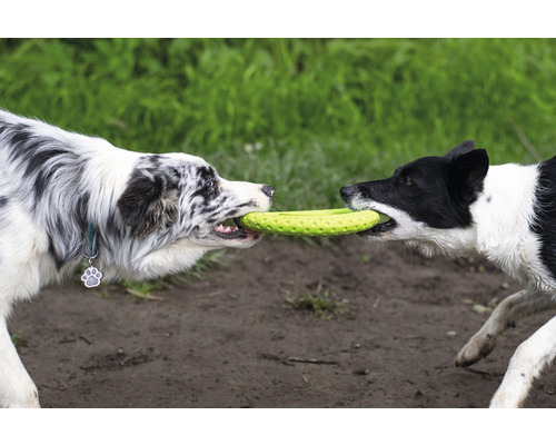 Zwei Hunde ziehen an einem Spielzeugfrisbee