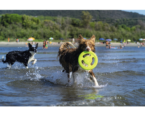 Zwei Hunde spielen mit einer Frisbeescheibe im Wasser.