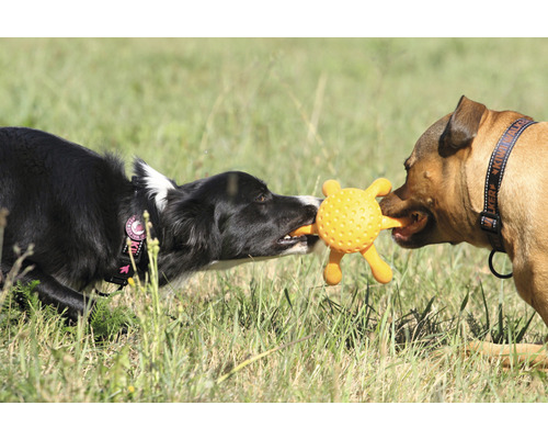 Zwei Hunde spielen mit einem Hundespielzeug im Freien.
