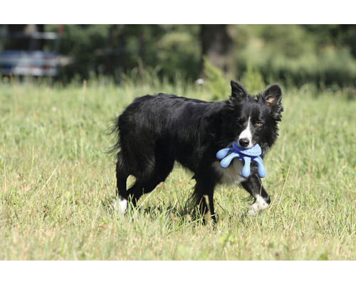 Ein Border Collie trägt ein Spielzeug im Maul auf einer Wiese