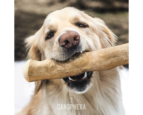 Ein Hund hält einen Stock im Maul