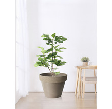 Feigenbaum in einem Pflanzgefäß im Innenbereich