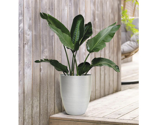 Pflanze im Pflanzgefäß auf Holzterrasse