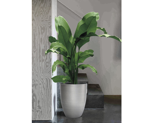 Große Pflanze in Pflanzgefäß im Treppenhaus