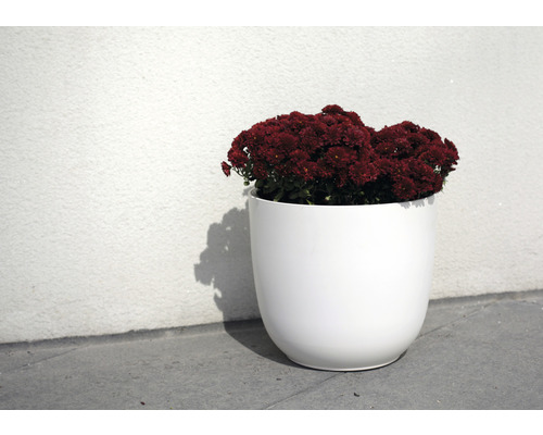 Weißer Blumentopf mit roten Chrysanthemen vor einer Wand