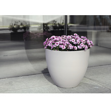 Blumentopf mit lila blühenden Blumen