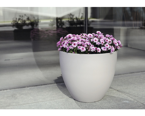 Blumentopf mit lila blühenden Blumen