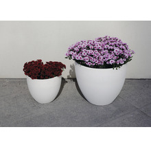 Zwei weiße Pflanzgefäße mit Blumen