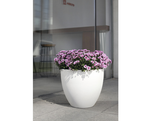 Blumentopf aus Kunststoff mit blühenden Blumen