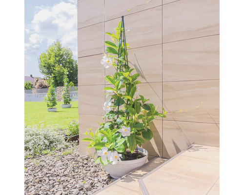 Dipladenia im Topf mit Kletterhilfe im Außenbereich