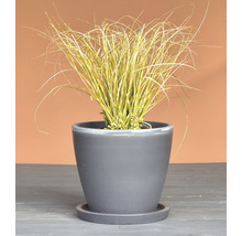 Ziergras in einem Topf mit Untersetzer