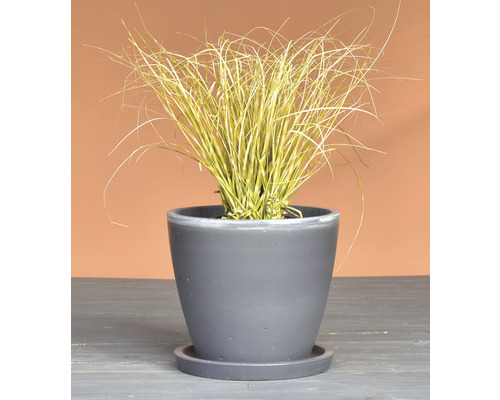 Ziergras in einem Topf mit Untersetzer