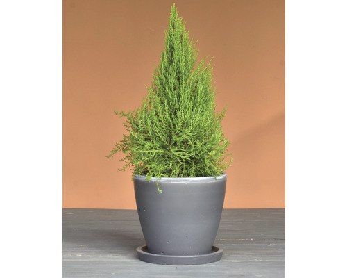 Bama Blumentopf Mit Untersetzer – Durchmesser 30 Cm, 9,5 Liter, UV-beständig – Für Garten & Balkon