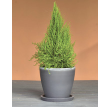 Zypresse im Topf für den Innenbereich