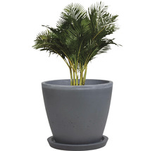 Arecapalme in Zementtopf mit Untersetzer