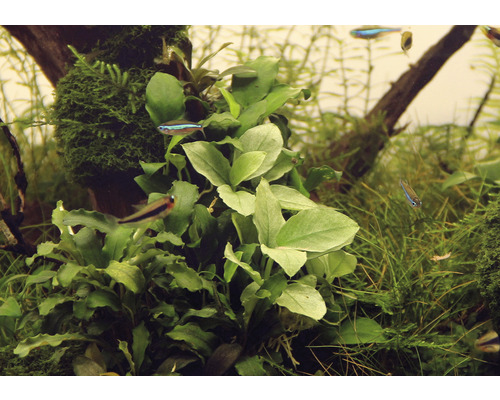 Aquarium mit Wasserpflanzen und kleinen Fischen