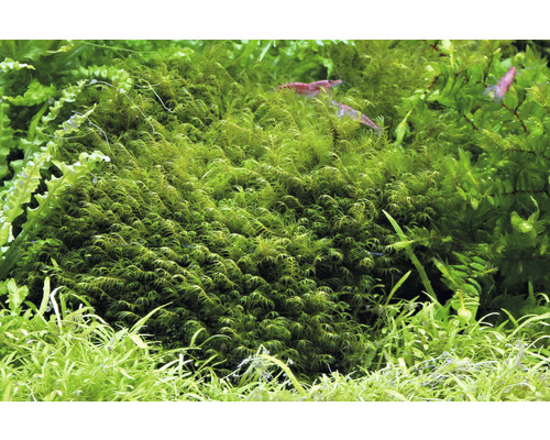 Aquarium-Moos mit Garnelen