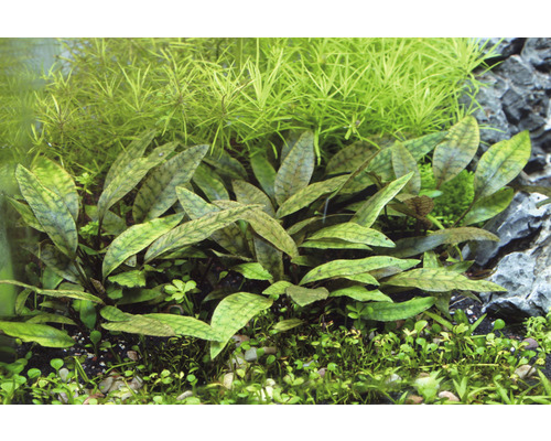Aquarium mit Cryptocoryne Aponogetifolia Wasserpflanzen