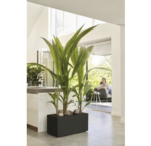 Zimmer mit Kokospalme in einem schwarzen Pflanzgefäß mit Steinen