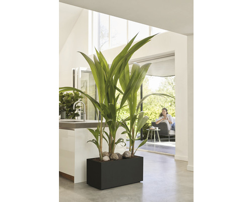 Zimmer mit Kokospalme in einem schwarzen Pflanzgefäß mit Steinen