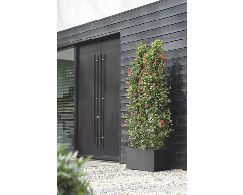 Blühende Pflanze in einem Pflanzgefäß vor einem Haus mit dunkler Holzfassade und Tür.