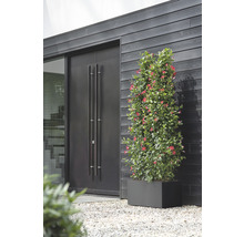 Eine Dipladenia Mandevilla Pflanze mit roten Blüten in einem rechteckigen Pflanzgefäß vor einer modernen Hausfassade mit dunkler Holzwand und einer Doppeltür