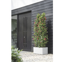 Außenansicht eines Hauses mit einer Holztür, einem Fenster und einem Mandevilla-Topf auf einem Kiesweg.