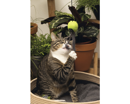 Eine getigerte Katze spielt mit einem Katzenspielzeugball in einem Katzenkorb.