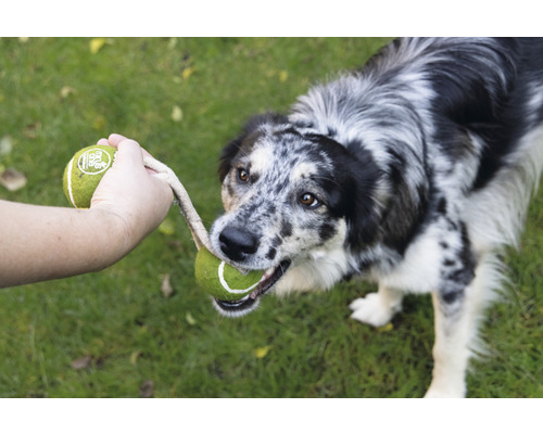 Ein Hund spielt mit zwei Tennisbällen an einem Seil auf einer Rasenfläche.