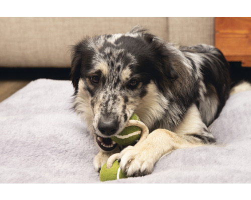 Hund liegt auf einem Hundebett und kaut auf einem Spielzeug.