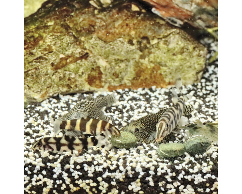 Verschiedene Zierfische im Aquarium mit Steinen und Kies